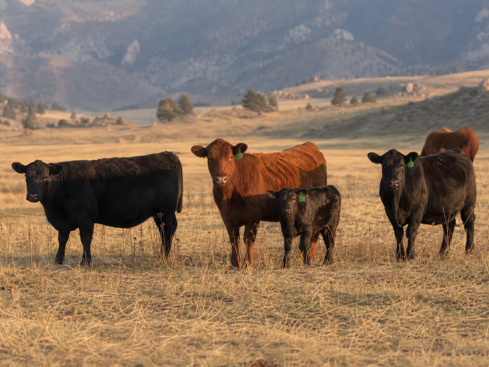 Grass-fed cattle on Colorado pasture at golden hour